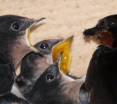 temp Barn Swallow1b 2.jpg