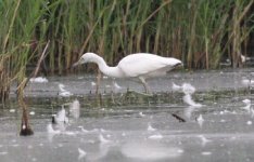 4.LittleBlueHeron.JPG