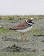 5.SemipalmatedPlover.JPG