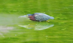 Green heron.jpg