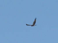 L1220202_Hen Harrier.jpg