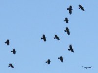 L1220209_Red-billed Chough.jpg