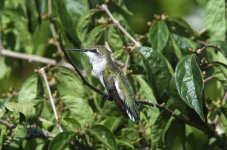 hummingbird01.jpg