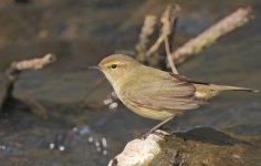 Chiffchaff.jpg