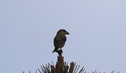 Corsican Crossbill 002.jpg