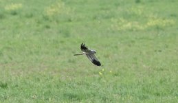 Montagu's Harrier 001.jpg