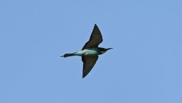 Bee-eater 003.jpg