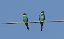 Bee-eater on wire 003.jpg