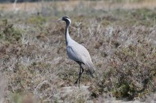 Demoiselle Crane cy 3.jpg