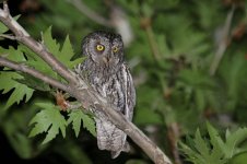 Cyprus Scops Owl cy 1.jpg