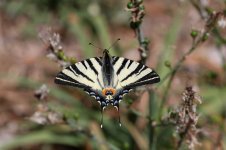 Scarce Swallowtail cr 4.jpg