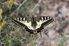 Old World Swallowtail cr 1.jpg