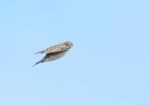 17 5 22 pipit-3.jpg