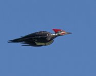 pileated.jpg