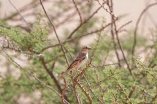 23) Spanish Sparrow (12-04-16).jpg