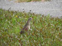 Nikon-OuterHebridesMay17-296-Corncrake.JPG