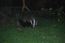 Badger (5).jpg