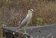 Nycticorax.jpg