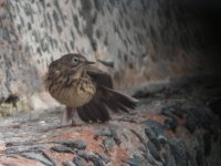 pipit stretching.jpg