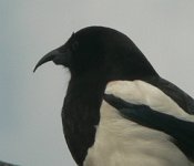 broken beak 320.jpg