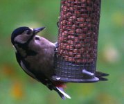 Woodpecker F.jpg