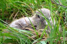 2005-pigeon-chick.jpg