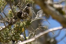 pygmyNuthatch_X0189_171l.jpg