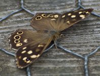 Speckled-Wood-small.jpg