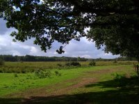 lopham fen 007.jpg