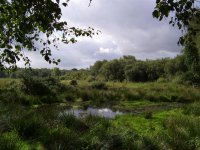 lopham fen 013.jpg