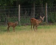 Roe Deer and young.jpg