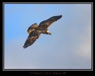 600mm top osprey copy.jpg