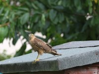 sparrow-hawk-.jpg