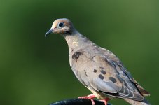 mourningdove.jpg