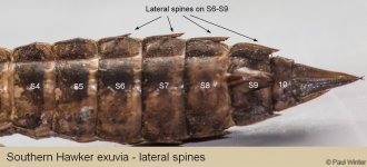 aescya_ex_f_lateral_spines.jpg