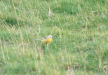 Mystery Yellow Wagtail 2.JPG