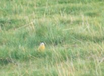 Mystery Yellow Wagtail 3.JPG