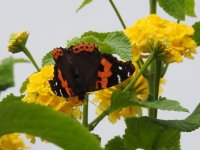 canary red admiral 1.JPG