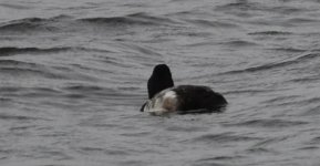 Scaup1.jpg