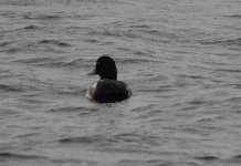 Scaup12.jpg