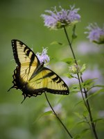Eastern Tiger Swallowtail 7.jpg