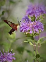 Hummingbird Clearwing  2.jpg