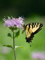 Eastern Tiger Swallowtail 4.jpg