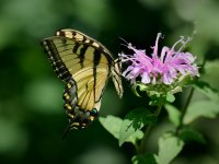Eastern Tiger Swallowtail 5.jpg