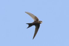 116IMG_2314_Plain Swift_Tenerife_07-2022.JPG