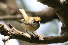 111IMG_1698_Goldcrest_Tenerife_07-2022.JPG