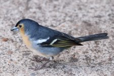 113IMG_1665_Common Chaffinch_Tenerife_07-2022.JPG