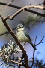 115IMG_9930_African Blue Tit_Tenerife_07-2022.JPG