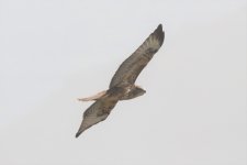 117IMG_1020_Common Buzzard_Tenerife_07-2022.JPG