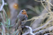 118IMG_0842_Robin_Tenerife_07-2022.JPG